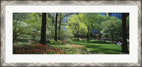 Framed Red and white tulips around trees, Central Park, Manhattan, New York City, New York State, USA Print
