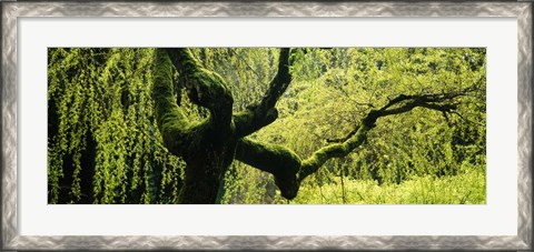 Framed Moss growing on the trunk of a Weeping Willow tree, Japanese Garden, Washington Park, Portland, Oregon, USA Print