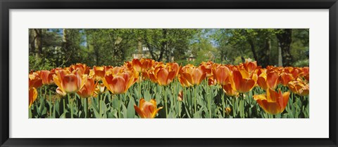 Framed Sherwood Gardens Tulips, Baltimore, Maryland Print