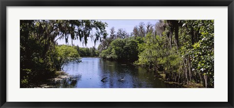 Framed River passing through a forest, Hillsborough River, Lettuce Lake Park, Tampa, Hillsborough County, Florida, USA Print