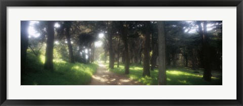Framed Footpath passing through a park, The Presidio, San Francisco, California, USA Print