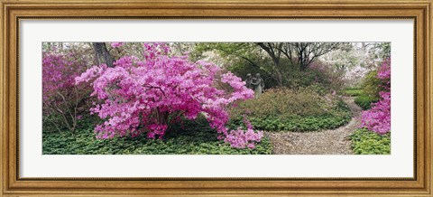 Framed Azalea flowers in a garden, Garden of Eden, Ladew Topiary Gardens, Monkton, Baltimore County, Maryland, USA Print