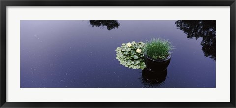 Framed Water lilies with a potted plant in a pond, Olbrich Botanical Gardens, Madison, Wisconsin, USA Print