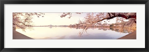 Framed Cherry blossoms at the lakeside, Washington DC Print