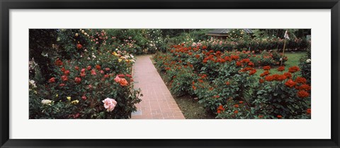 Framed International Rose Test Garden, Washington Park, Portland, Oregon Print