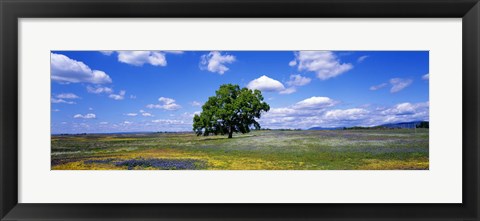 Framed Single Tree In Field Of Wildflowers, Table Mountain, Oroville, California, USA Print