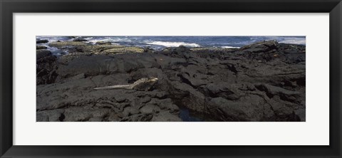 Framed Marine iguana (Amblyrhynchus cristatus) on volcanic rock, Isabela Island, Galapagos Islands, Ecuador Print