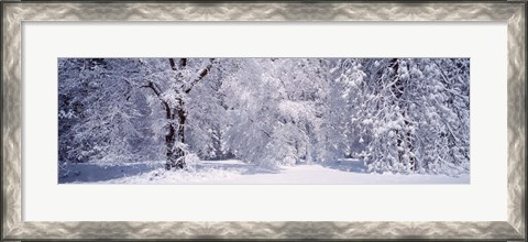 Framed Snow covered trees in a forest, Yosemite National Park, California, USA Print