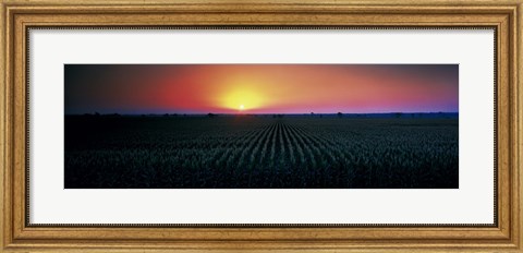 Framed Corn field at sunrise Sacramento Co CA USA Print