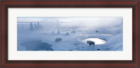 Framed Bison West Thumb Geyser Basin Yellowstone National Park, Wyoming, USA Print