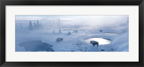 Framed Bison West Thumb Geyser Basin Yellowstone National Park, Wyoming, USA Print