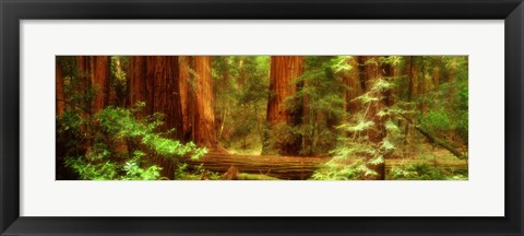 Framed Muir Woods, Trees, National Park, Redwoods, California Print