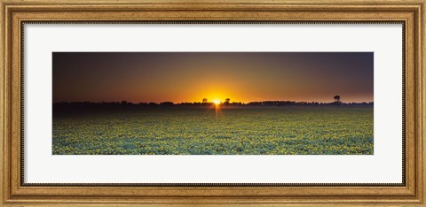 Framed Field of Safflower at dusk, Sacramento, California, USA Print