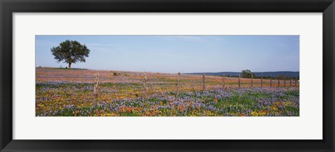 Framed Texas Bluebonnets And Indian Paintbrushes In A Field, Texas Hill Country, Texas, USA Print