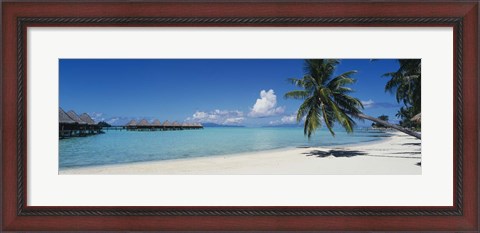 Framed Palm Tree On The Beach, Moana Beach, Bora Bora, Tahiti, French Polynesia Print