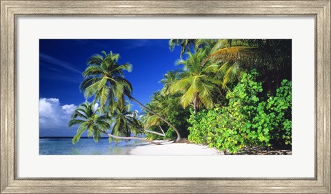 Framed Palm Beach The Maldives Print