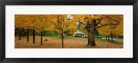 Framed Autumn, Muskoka, Canada Print