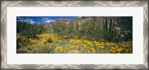 Framed Flowers in a field, Organ Pipe Cactus National Monument, Arizona, USA Print
