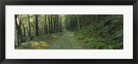 Framed Trees In A National Park, Shenandoah National Park, Virginia, USA Print