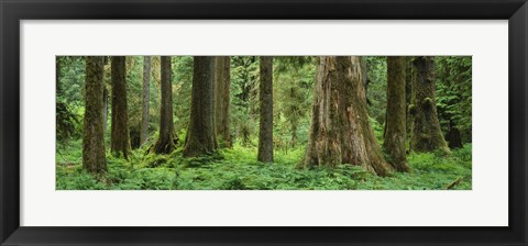 Framed Trees in a rainforest, Hoh Rainforest, Olympic National Park, Washington State, USA Print