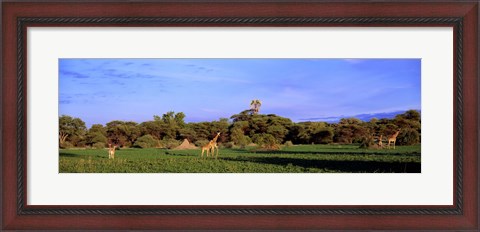 Framed Giraffes in a field, Moremi Wildlife Reserve, Botswana, South Africa Print