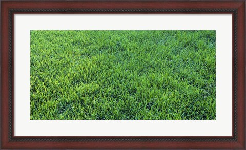 Framed Grass Sacramento CA USA Print