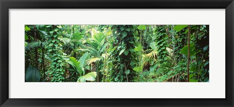 Framed Vegetation Seychelles Print