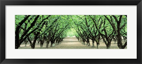 Framed Hazel Nut Orchard, Dayton, Oregon, USA Print
