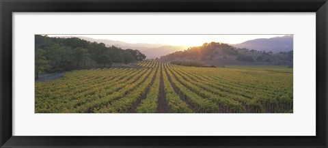 Framed Sunset, Vineyard, Napa Valley, California, USA Print