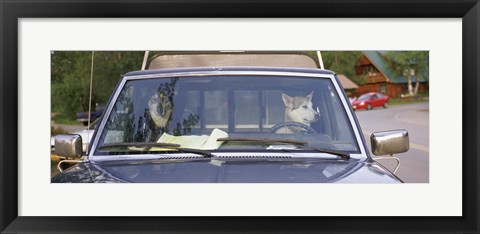 Framed Close-up of two dogs in a pick-up truck, Main Street, Talkeetna, Alaska, USA Print
