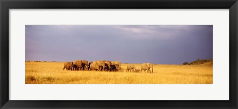 Framed Elephant Herd, Maasai Mara Kenya Print
