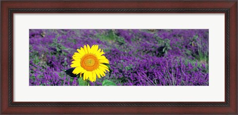Framed Lone sunflower in Lavender Field, France Print