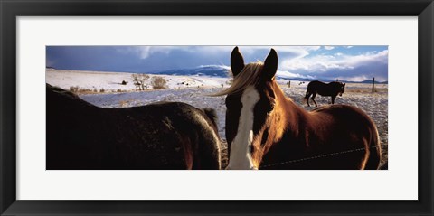 Framed Horses in a field, Montana, USA Print