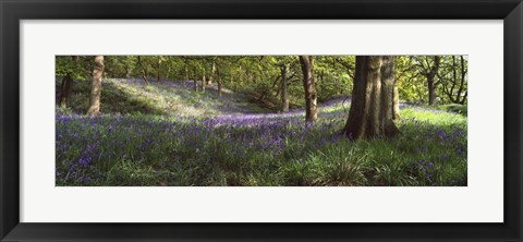 Framed Bluebells In A Forest, Newton Wood, Texas, USA Print