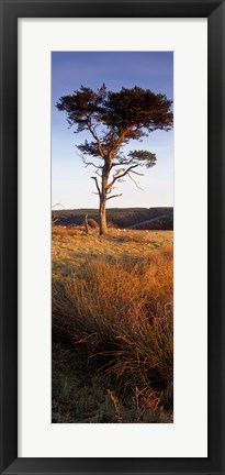 Framed Tree On A Landscape, Golden Hour, Helwath Plantation, Scarborough, North Yorkshire, England, United Kingdom Print