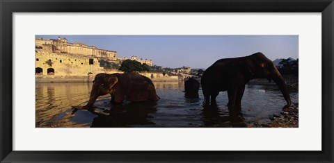 Framed Three elephants in the river, Amber Fort, Jaipur, Rajasthan, India Print