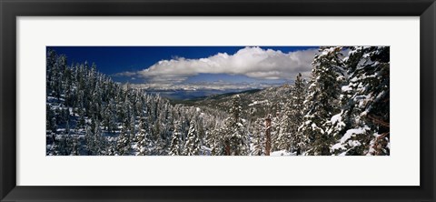 Framed Snow covered pine trees in a forest with a lake in the background, Lake Tahoe, California, USA Print