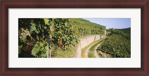 Framed Gravel road passing through vineyards, Vaihingen An Der Enz, Baden-Wurttemberg, Germany Print