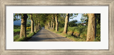 Framed Trees along a road, Vaucluse, Provence, France Print