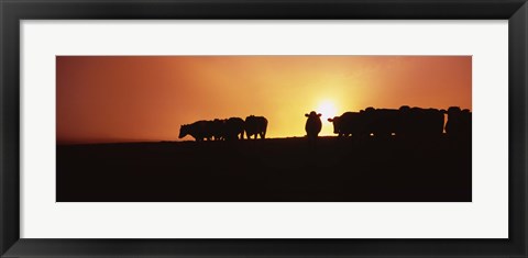 Framed Silhouette of cows at sunset, Point Reyes National Seashore, California, USA Print