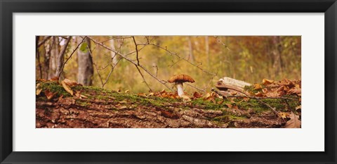 Framed Mushroom on a tree trunk, Baden-Wurttemberg, Germany Print