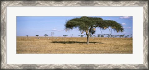 Framed Acacia trees with weaver bird nests, Antelope and Zebras, Serengeti National Park, Tanzania Print