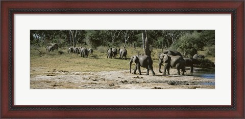 Framed African elephants (Loxodonta africana) in a forest, Hwange National Park, Matabeleland North, Zimbabwe Print