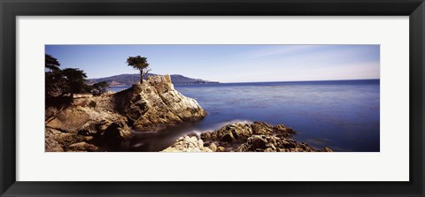 Framed Cypress tree at the coast, The Lone Cypress, 17 mile Drive, Carmel, California Print