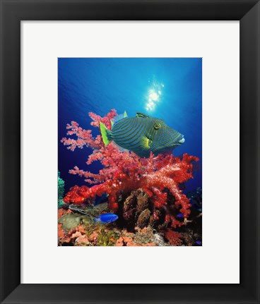 Framed Orange-Lined triggerfish (Balistapus undulatus) and soft corals in the ocean Print