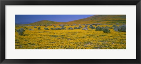 Framed Yellow Wildflowers on a landscape, California Print
