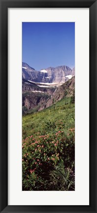 Framed Alpine wildflowers on a landscape, US Glacier National Park, Montana, USA Print