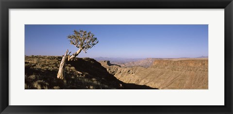 Framed Lone Quiver tree (Aloe dichotoma) in a desert, Ai-Ais Hot Springs, Fish River Canyon, Namibia Print