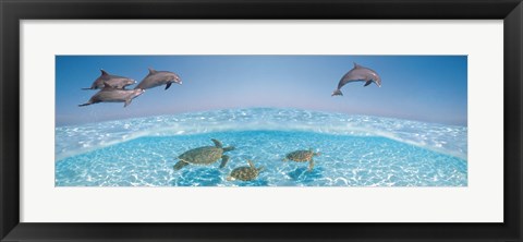 Framed Bottlenose Dolphin Jumping While Turtles Swimming Under Water Print