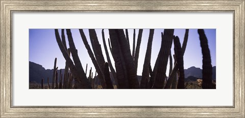 Framed Cactus Close-Up, Organ Pipe Cactus National Monument, Arizona, USA Print